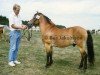 stallion Primus RR 306 (Gotland Pony, 1974, from Pysen IV 141)