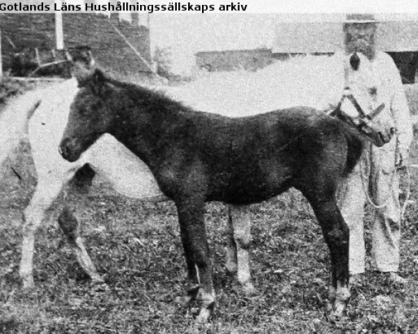 broodmare Bella RR 4 (Gotland Pony, 1893, from Khediven RR 1)