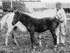 Zuchtstute Bella RR 4 (Gotland-Pony, 1893, von Khediven RR 1)