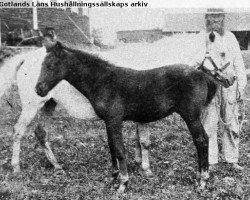 Zuchtstute Bella RR 4 (Gotland-Pony, 1893, von Khediven RR 1)