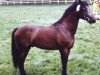 stallion Criban Daniel (Welsh mountain pony (SEK.A), 1953, from Owain Glyndwr)
