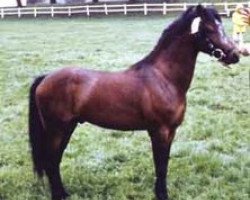 stallion Criban Daniel (Welsh mountain pony (SEK.A), 1953, from Owain Glyndwr)