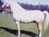 stallion Billy Boy 183 (Gotland Pony, 1962, from Criban Daniel)