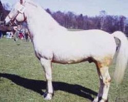 stallion Billy Boy 183 (Gotland Pony, 1962, from Criban Daniel)