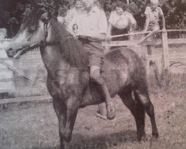 stallion Lord 95 (Gotland Pony, 1939, from Dollman RR 20)