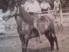 stallion Lord 95 (Gotland Pony, 1939, from Dollman RR 20)