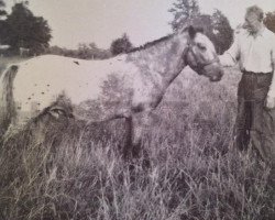 stallion Khediven V 105 (Gotland Pony, 1946, from Kurre RR 83)