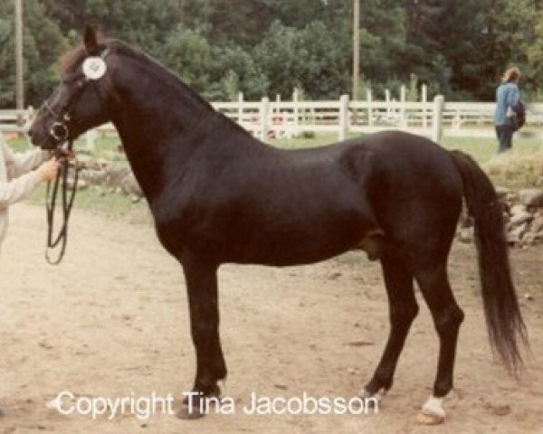 stallion Burton After Dark (New Forest Pony, 1966, from Burton Starlight)