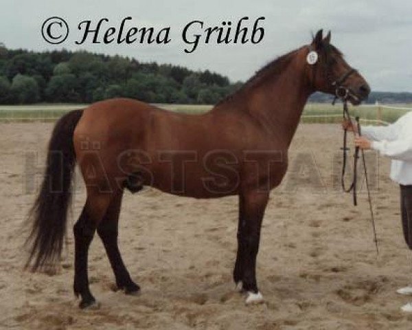stallion Karino II (New Forest Pony, 1976, from Dago)