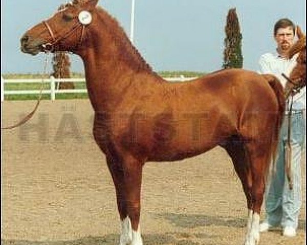 Deckhengst Dago (New-Forest-Pony, 1970, von Golden Wonder)