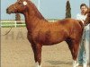 stallion Dago (New Forest Pony, 1970, from Golden Wonder)