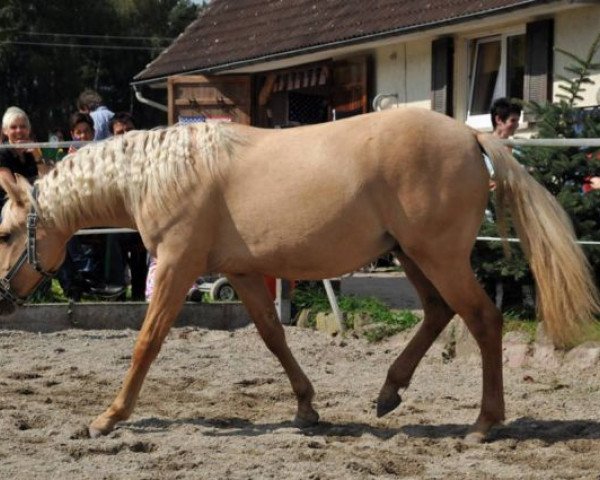 Pferd Flying Dancer (Quarter Pony, 2013, von Blues Starlight)