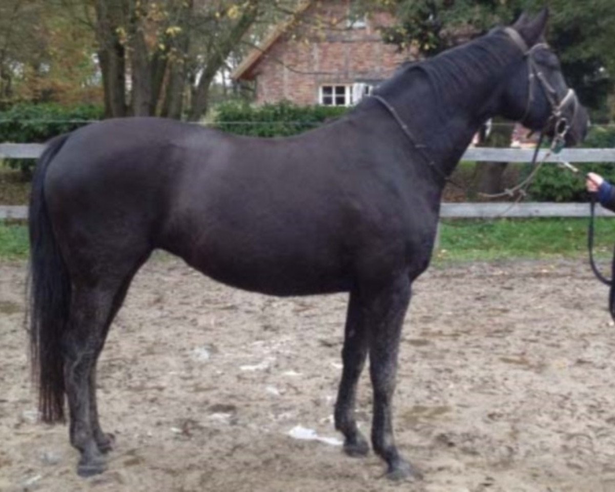 Zuchtstute Escada 43 (Hannoveraner, 2006, von Escudo I)