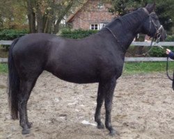 broodmare Escada 43 (Hanoverian, 2006, from Escudo I)