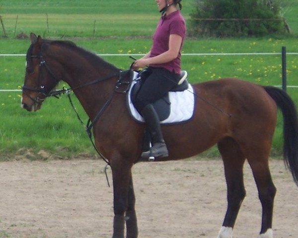 horse Evita 238 (Hanoverian, 2000, from Escudo II)