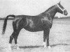 broodmare Reina (Gelderland, 1952, from Kurassier)