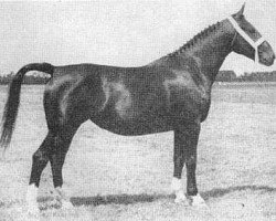 broodmare Reina (Gelderland, 1952, from Kurassier)