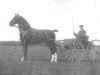 stallion Oberon (Gelderland, 1926, from Columbus)