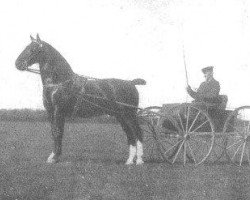 stallion Oberon (Gelderland, 1926, from Columbus)