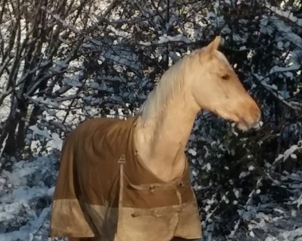 Dressurpferd Daylight IH (Deutsches Reitpony, 2013, von Dimension AT NRW)