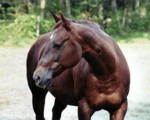 Zuchtstute Dually Cue (Quarter Horse,  , von Dual Pep)