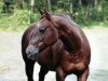 Zuchtstute Dually Cue (Quarter Horse,  , von Dual Pep)