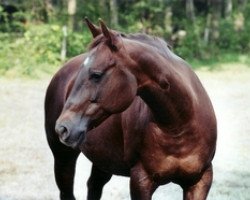 Zuchtstute Dually Cue (Quarter Horse,  , von Dual Pep)