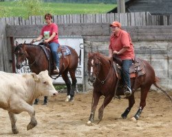 Zuchtstute Smart Donna Cue (Quarter Horse, 2004, von Smartin Off)