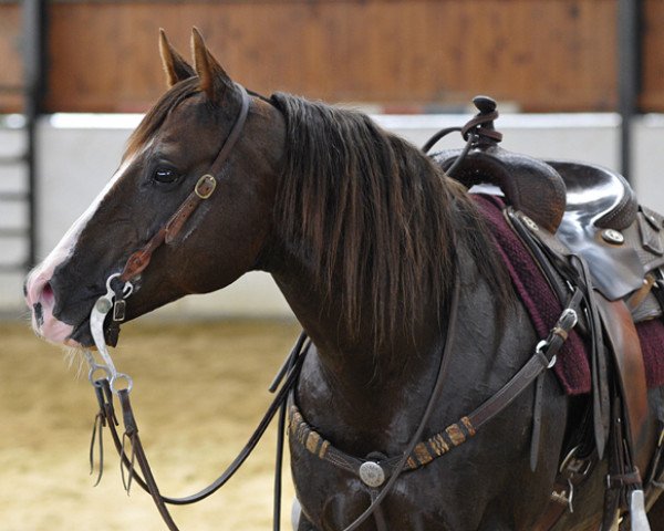 Deckhengst Smartest Magician (Quarter Horse, 1998, von Smartest Little Pep)