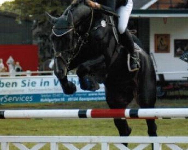 stallion Darc Rouge (Belgian Warmblood, 2004, from Darco)