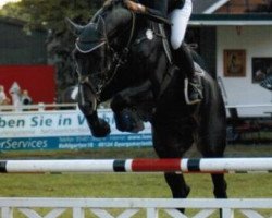 Deckhengst Darc Rouge (Belgisches Warmblut, 2004, von Darco)