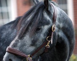 Deckhengst Elliot van Ter Hulst (Belgisches Warmblut, 2004, von Indoctro)