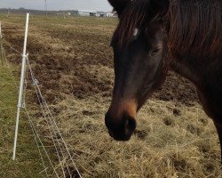 horse Indian Summer (Trakehner, 2010, from Prince Patmos)