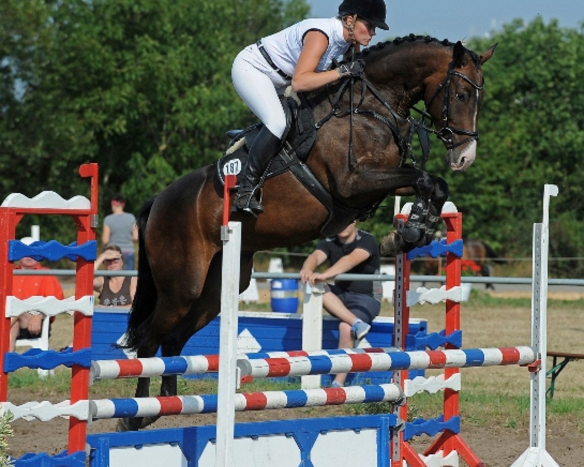 jumper Cantara 76 (Holsteiner, 2010, from Cancara)