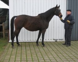 broodmare Tanina x (Anglo-Arabs, 2005, from Vis Versa x)