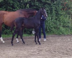 jumper Valpuri (German Sport Horse, 2014, from Viscount 22)