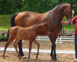 broodmare Circe Z (Zangersheide riding horse, 2000, from Caretano Z)