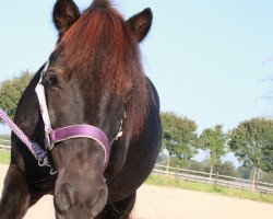 horse Isabel (Shetland Pony, 2004)