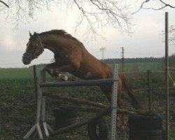 jumper Chardonnay (German Sport Horse, 2008, from Couleur-Lamour)