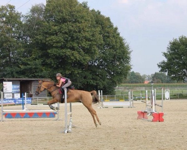 jumper Phil 39 (German Riding Pony, 2004, from Potter)