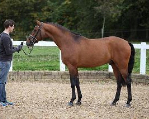 stallion SnapJet (Bavarian, 2012, from Stalypso)