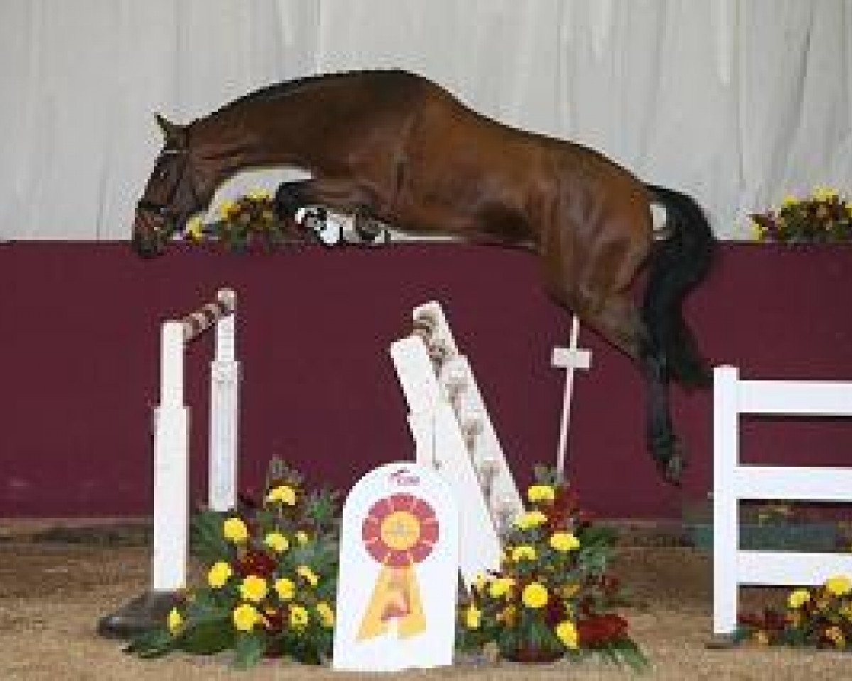 stallion Quintus 155 (Holsteiner, 2012, from Quintender 2)