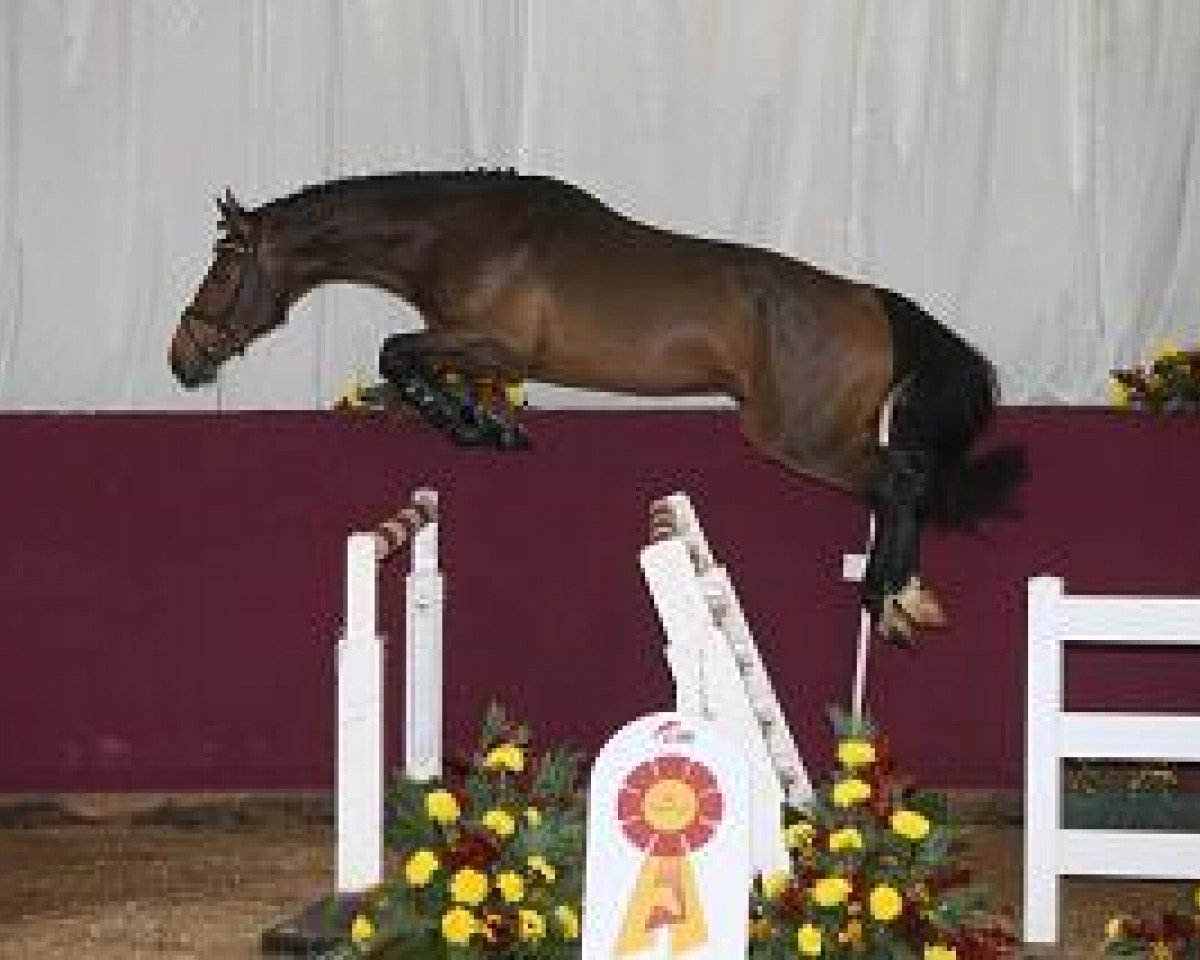 stallion Ice Age Number One (Holsteiner, 2012, from Numero Uno)