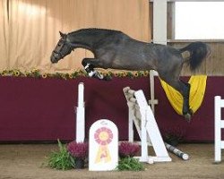 eventing horse FE Smokey Water (Württemberger, 2012, from Numero Uno)