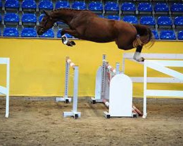 jumper I.. (German Sport Horse, 2012, from I'm Special de Muze)