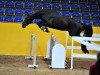 jumper Dr. Dolittle P (German Sport Horse, 2012, from Douglas)