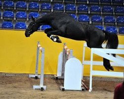 jumper Dr. Dolittle P (German Sport Horse, 2012, from Douglas)