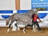 jumper Hoover (KWPN (Royal Dutch Sporthorse), 2012, from Clinton)