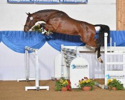 stallion Camelot TN (Westphalian, 2012, from Carrico)