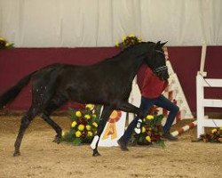 dressage horse Hengst von Zack (Württemberger, 2012, from Zack)